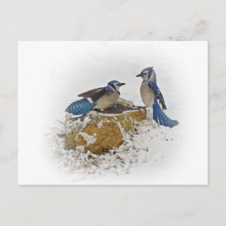 Blue Jays in Winter Postcard