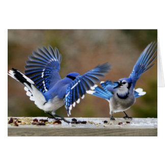 Blue Jays se bousculant au déjeuner