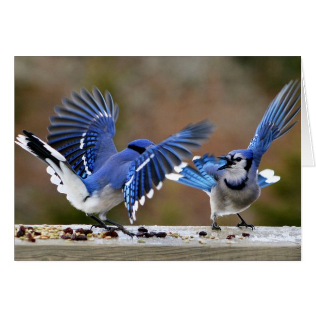 Blue Jays se bousculant au déjeuner (Devant horizontal)