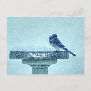 Blue Jays Winter Feeding Painterly Thank You Postcard