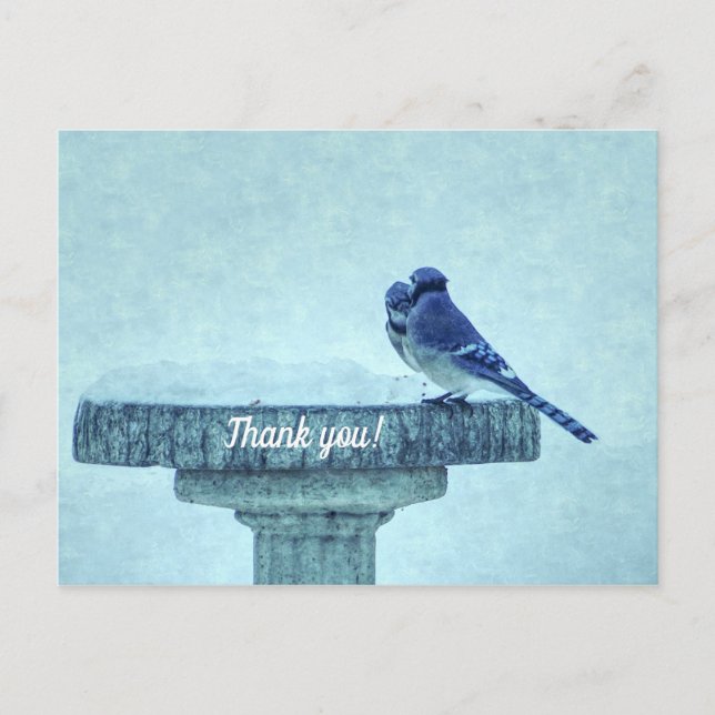 Blue Jays Winter Feeding Painterly Thank You Postcard (Front)