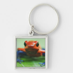 Blue Jean Frog Keychain