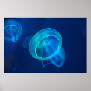 Blue jellyfish poster