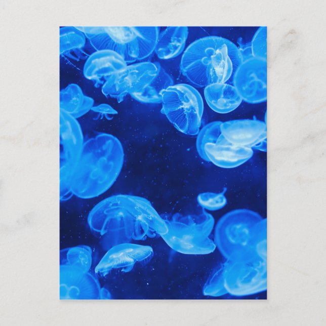 Blue Jellyfish underwater Postcard (Front)