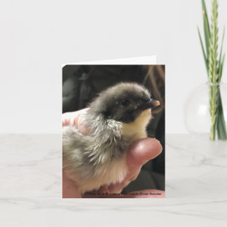 Blue Jersey Giant Chick Card