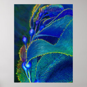 blue kelp poster