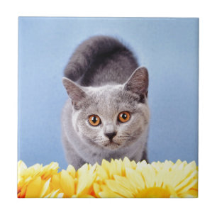 Blue kitten tile