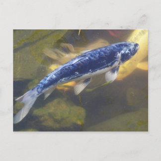 Blue koi postcard
