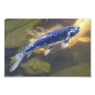 Blue koi print