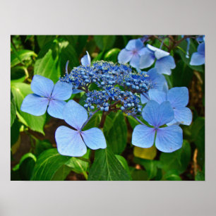 Blue Lace-cap Hydrangea - Poster