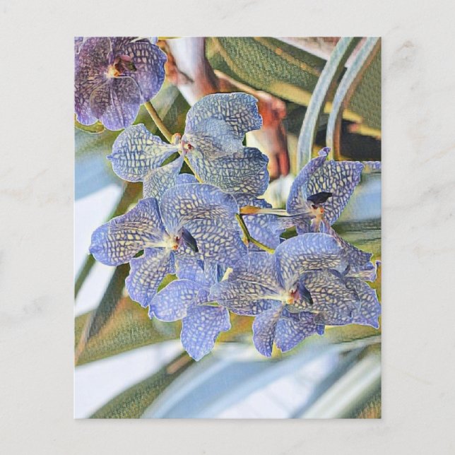 Blue lavander coloured orchid flowers (Front)
