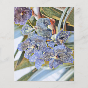 Blue lavander coloured orchid flowers