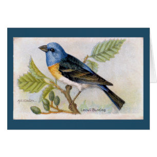 Blue Lazuli Bunting Bird Thank You Card