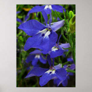 Blue Lobelia Poster