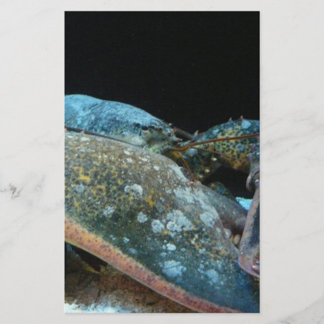 blue lobster (Front)