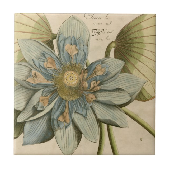 Blue Lotus Flower on Tan Background with Writing Tile (Front)