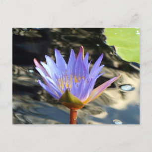 Blue Lotus Postcard