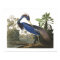 Blue Louisiana Heron Bird Illustration Poster