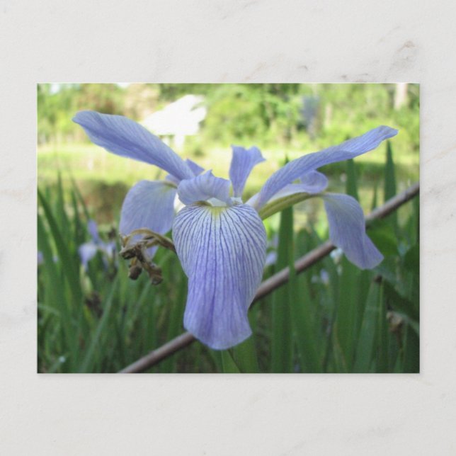 Blue Louisiana Iris Postcard (Front)