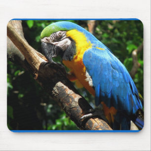 Blue Macaw Mouse Pad