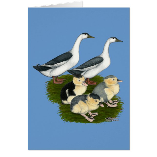 Blue Magpie Duck Family (Front)