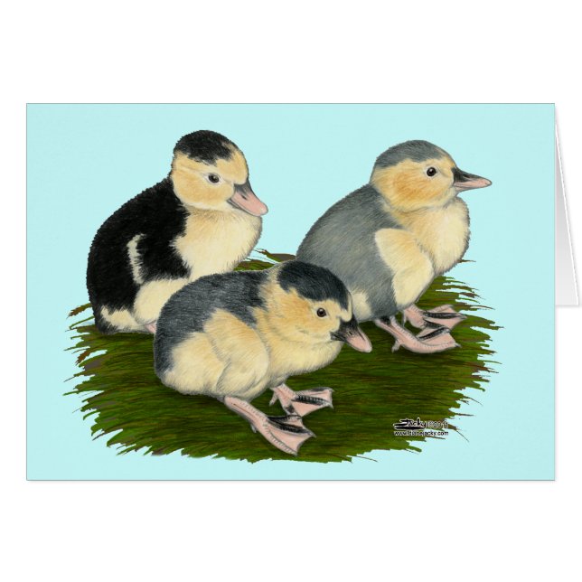 Blue Magpie Ducklings (Front Horizontal)
