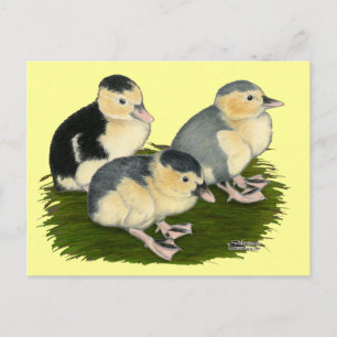 Blue Magpie Ducklings Postcard