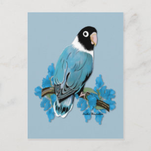 Blue Masked Lovebird Postcard