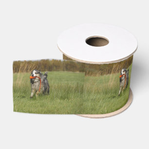 blue merle aussie running w toy grosgrain ribbon
