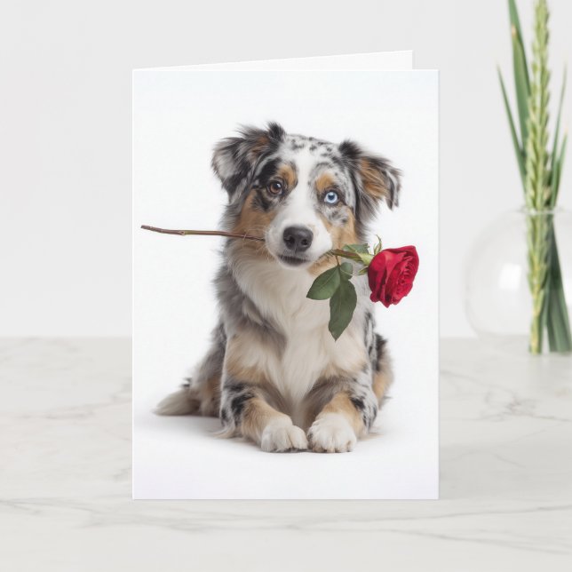 Blue Merle Aussie Valentine – Devoted Love Card (Front)