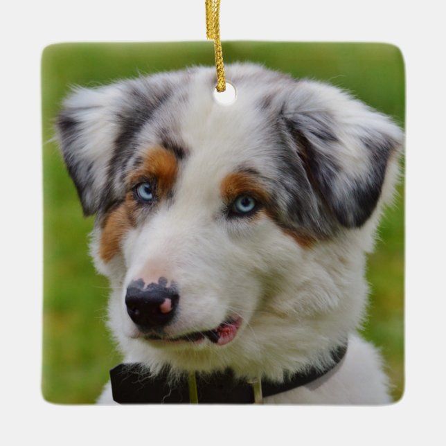 Blue Merle Australian Shepherd Puppy Ceramic Ornament (Front)