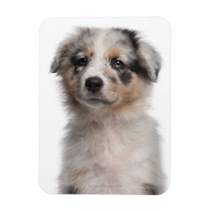Blue Merle Australian Shepherd puppy close-up Magnet