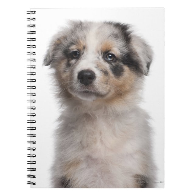 Blue Merle Australian Shepherd puppy close-up Notebook (Front)
