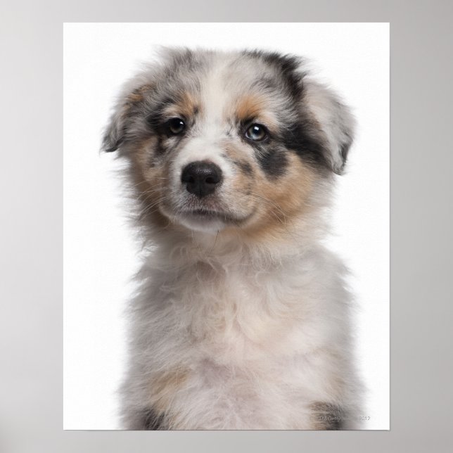 Blue Merle Australian Shepherd puppy close-up Poster (Front)