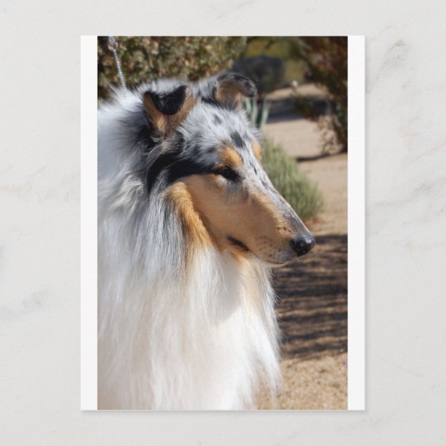 Blue Merle Collie Portrait Postcard (Front)