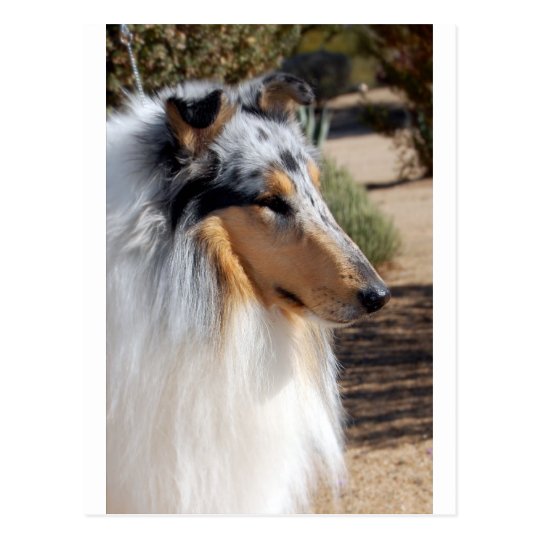 Blue Merle Collie Portrait Postcard