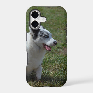 Blue Merle Corgi Dog