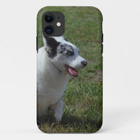 Blue Merle Corgi Dog