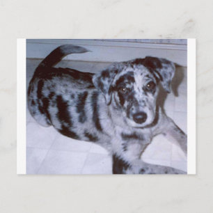 blue merle puppy -Catahoula.png Postcard