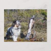 Blue Merle Shetland Sheepdog Dog