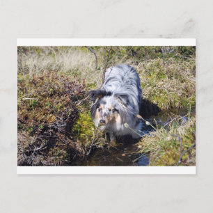 Blue Merle Shetland Sheepdog Postcard