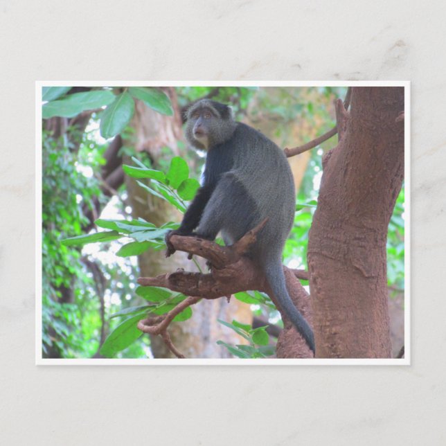 blue monkey postcard (Front)