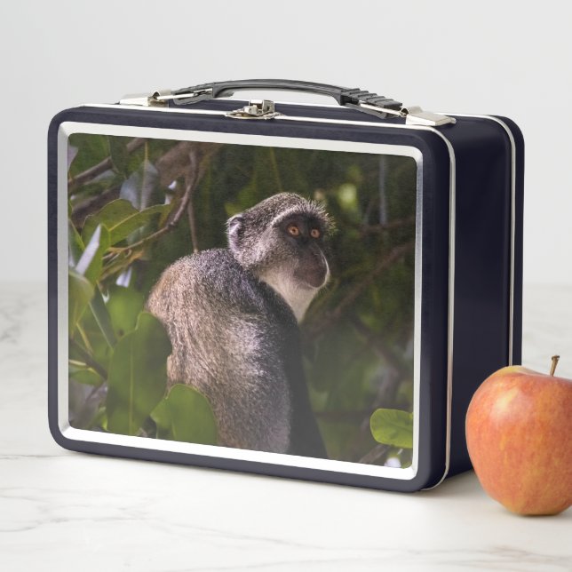 Blue monkey, Zanzibar Metal Lunch Box (In Situ)