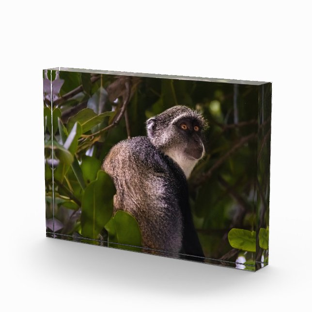 Blue monkey, Zanzibar Photo Block (Right)