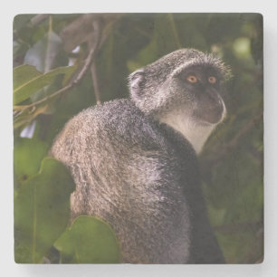 Blue monkey, Zanzibar Stone Coaster