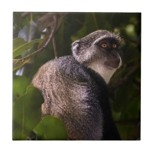 Blue monkey, Zanzibar Tile