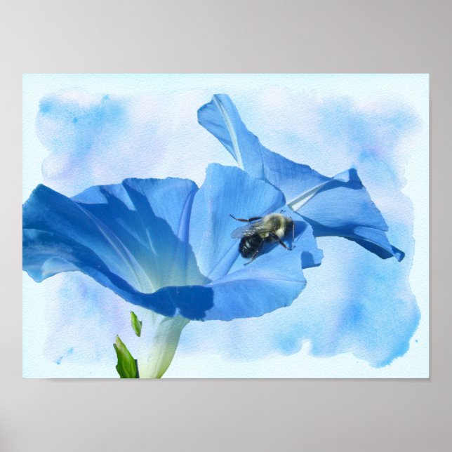 Blue Morning Glory and Bumblebee Poster (Front)