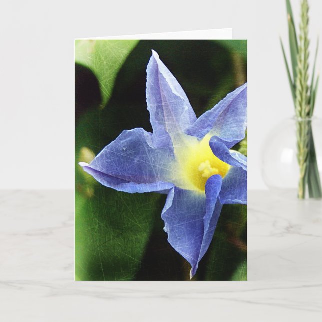 Blue Morning Glory Flower Card (Front)