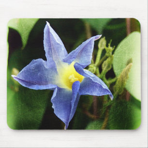 Blue Morning Glory Flower Mouse Pad