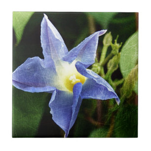 Blue Morning Glory Flower Tile